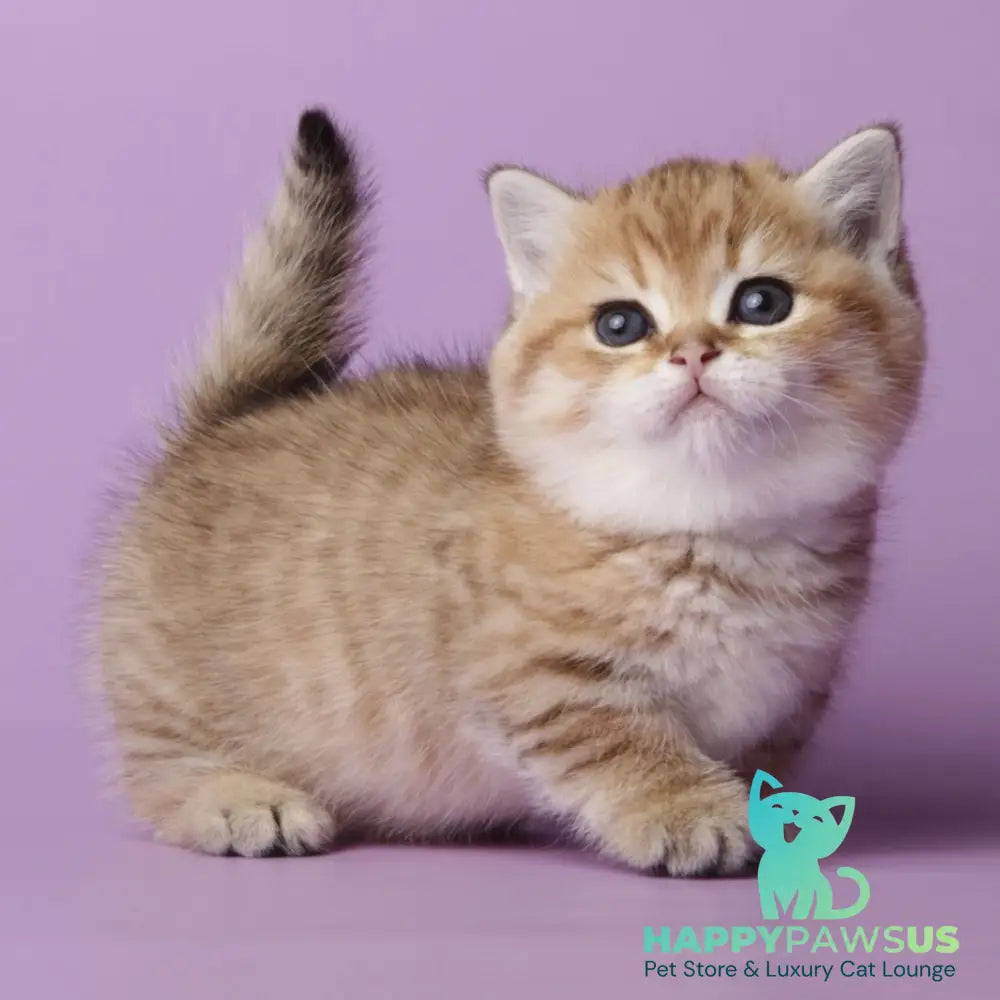 Tiger Munchkin male black golden spotted tabby - live animals