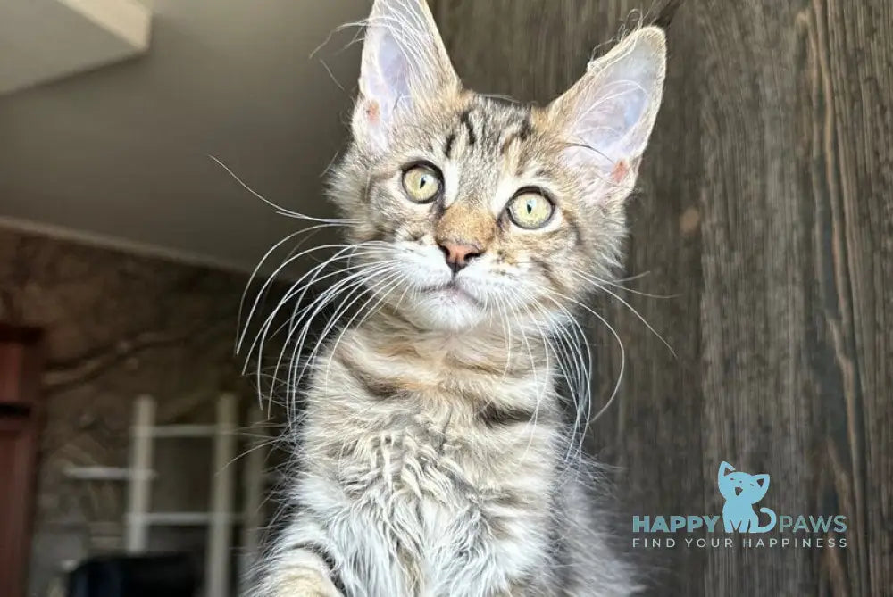Tigra Maine Coon female black spotted tabby live animals