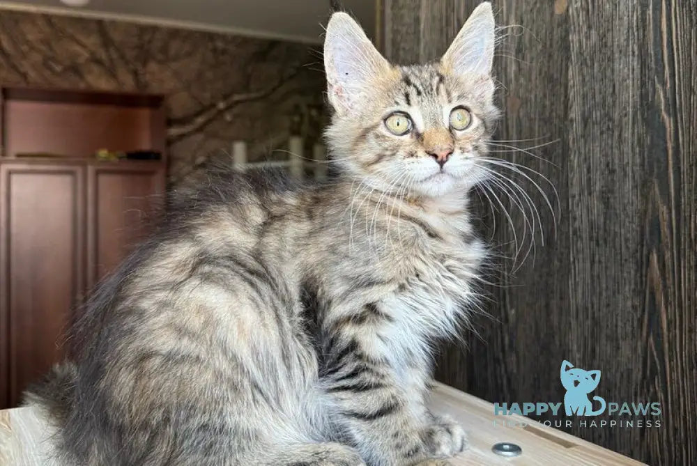 Tigra Maine Coon female black spotted tabby live animals