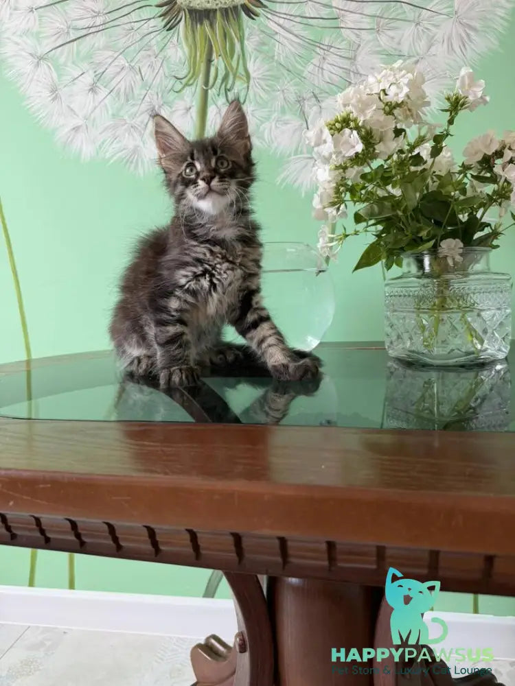 Tik-Tok Maine Coon male black spotted tabby - live animals