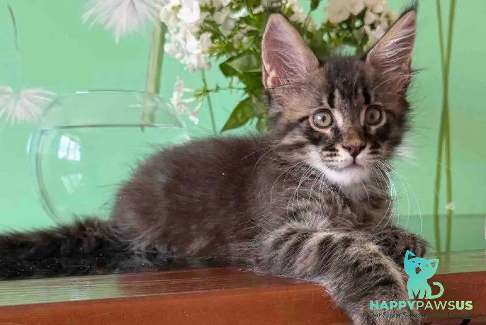 Tik-Tok Maine Coon male black spotted tabby - live animals