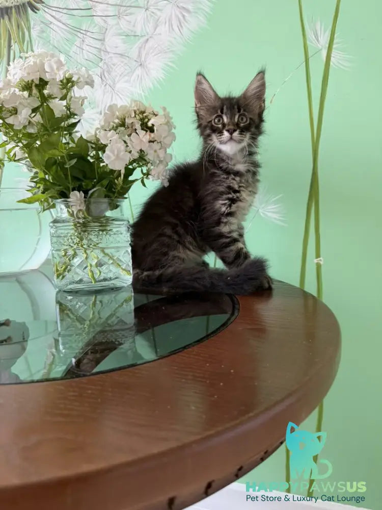 Tik-Tok Maine Coon male black spotted tabby - live animals