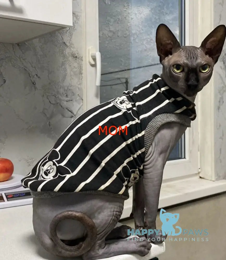 Tiki Canadian Sphynx male white Full Payment live animals