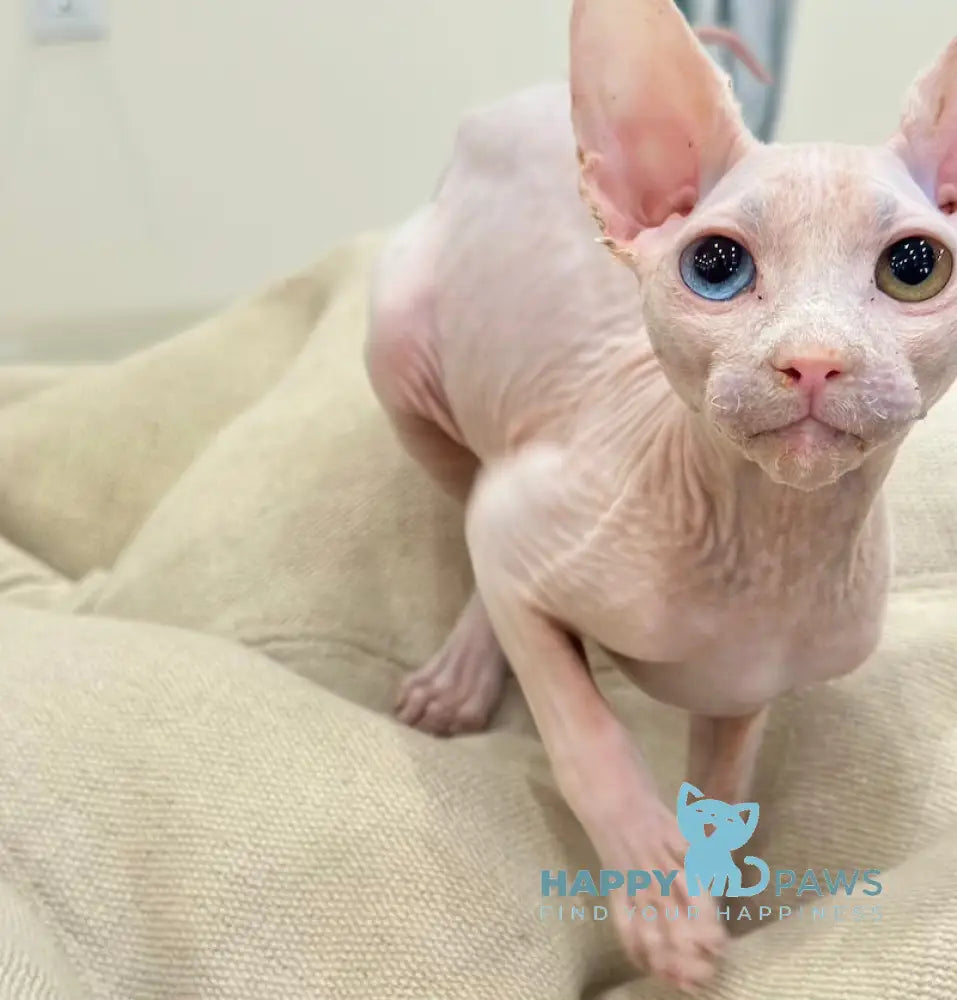 Tiki Canadian Sphynx male white Full Payment live animals