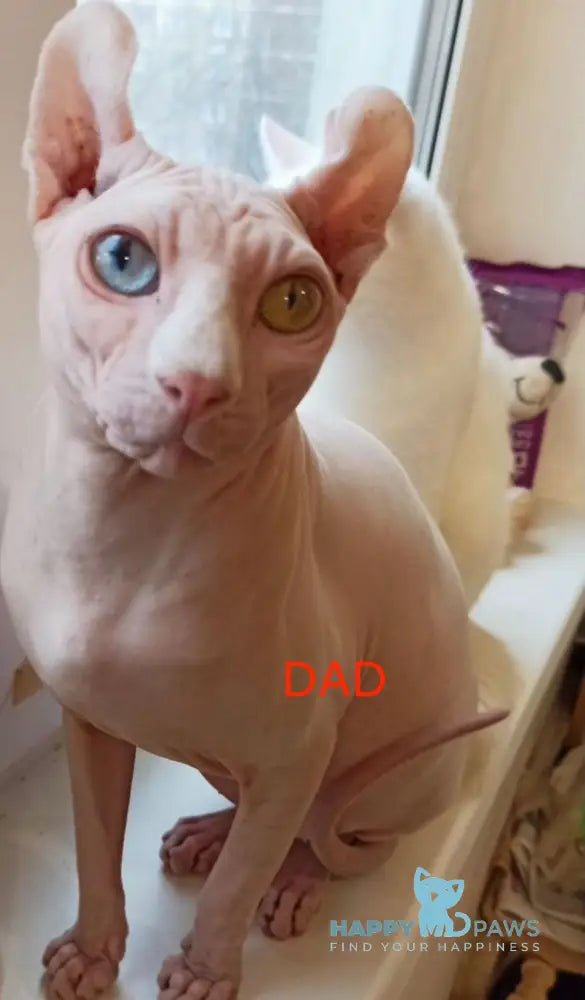 Tiki Canadian Sphynx male white Full Payment live animals