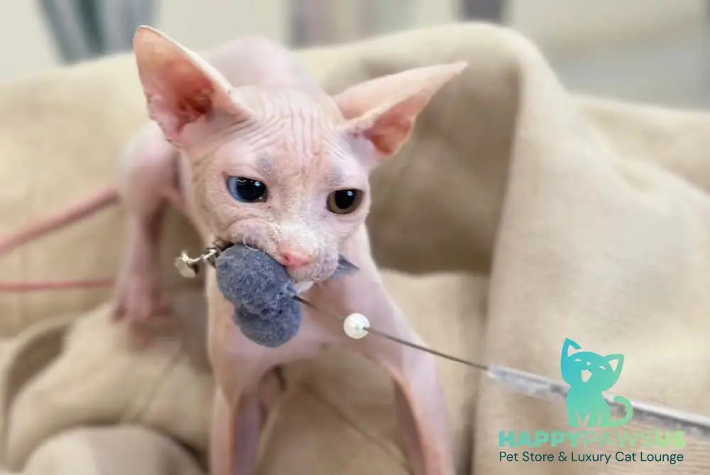 Tiki Canadian Sphynx male white Full Payment live animals