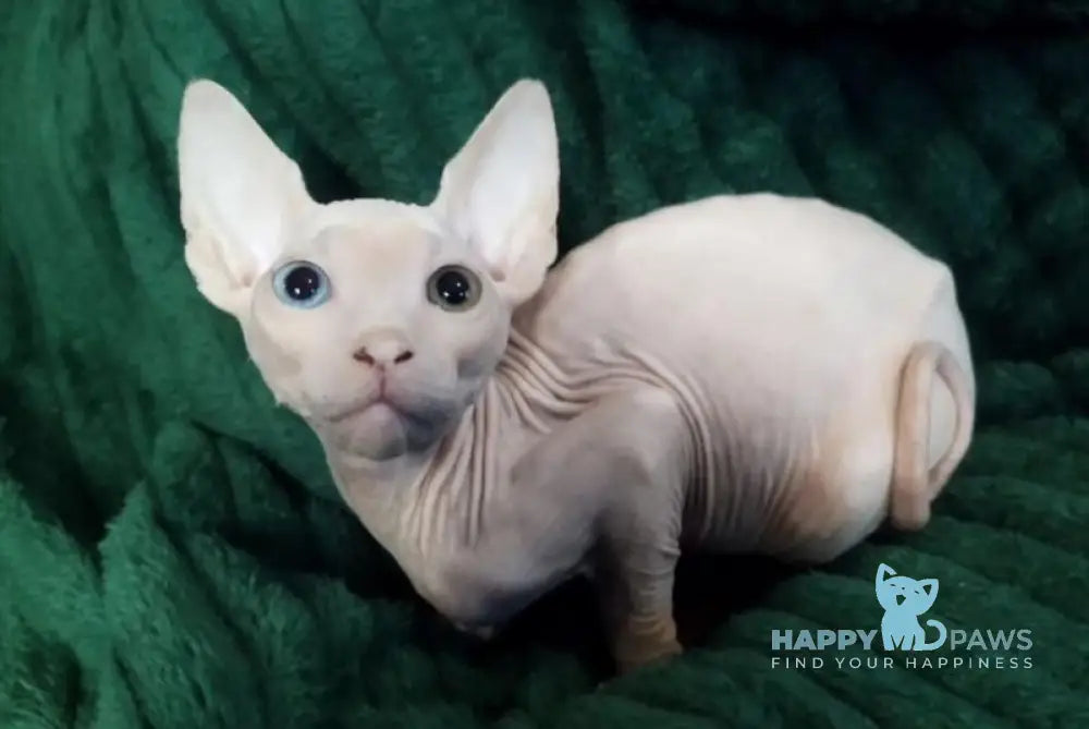 Tiki Canadian Sphynx male white live animals