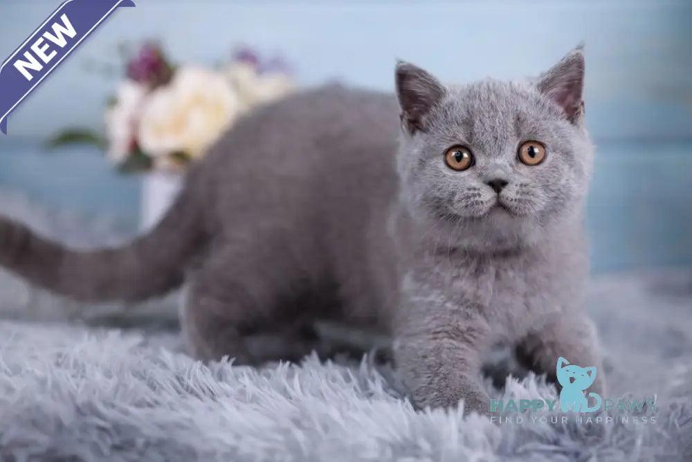 Tilda British Shorthair female blue live animals