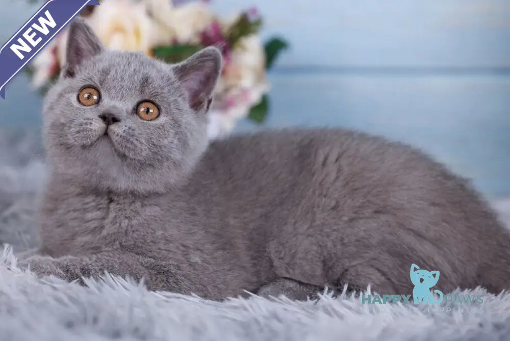 Tilda British Shorthair female blue live animals