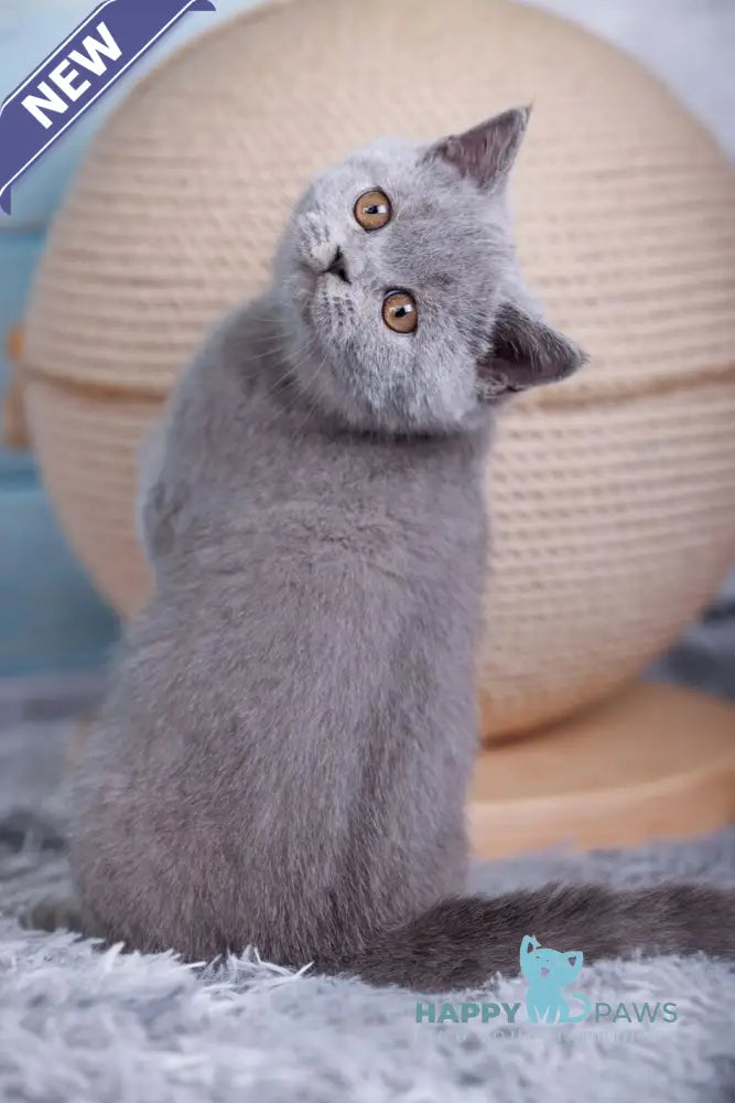 Tilda British Shorthair female blue live animals