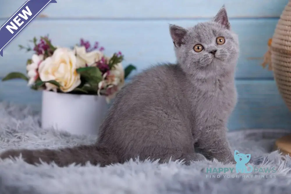 Tilda British Shorthair female blue live animals
