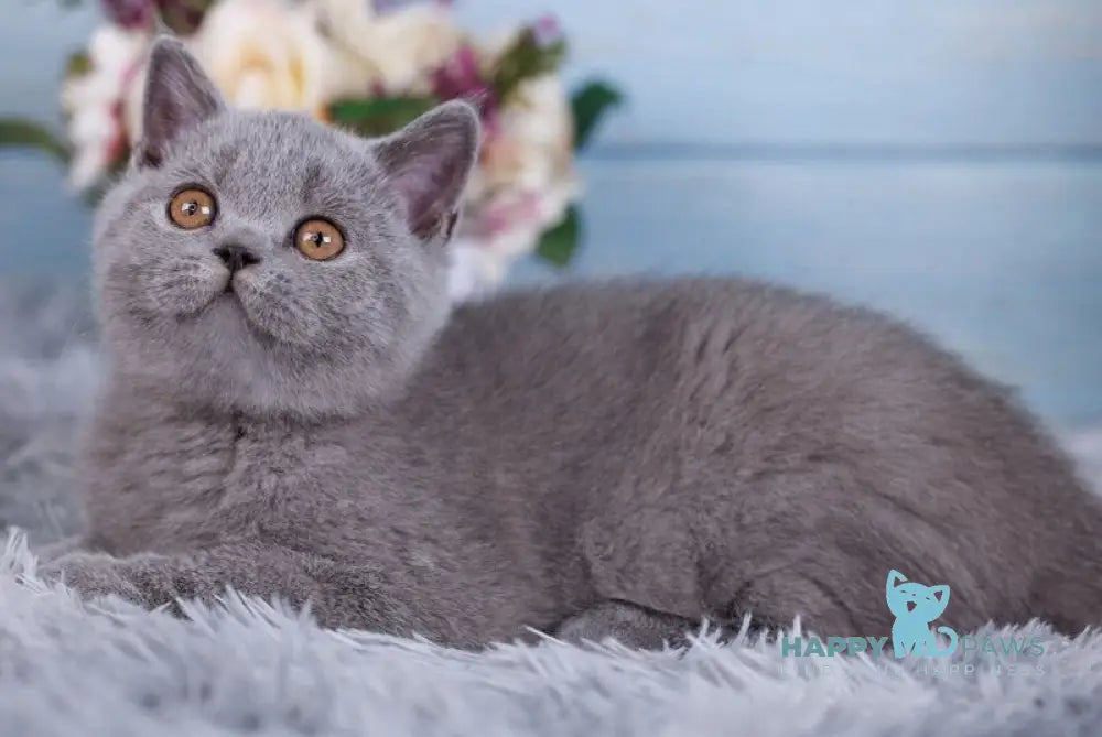 Tilda British Shorthair female blue live animals