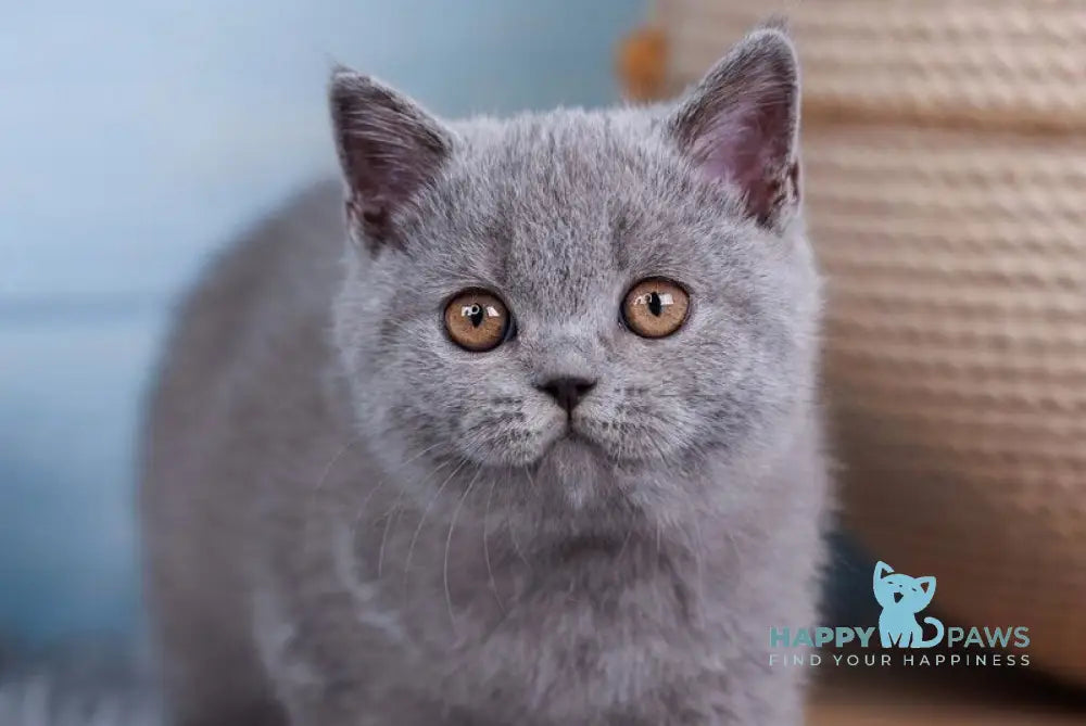 Tilda British Shorthair female blue live animals
