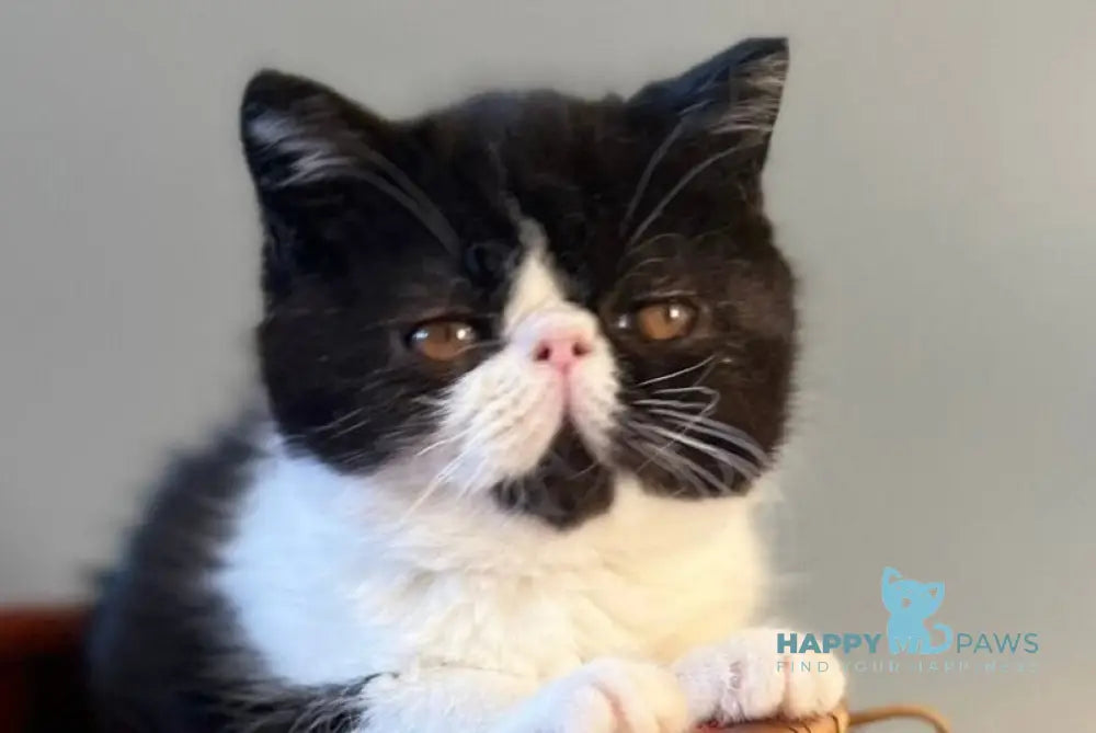 Tilda Exotic female black bicolour live animals