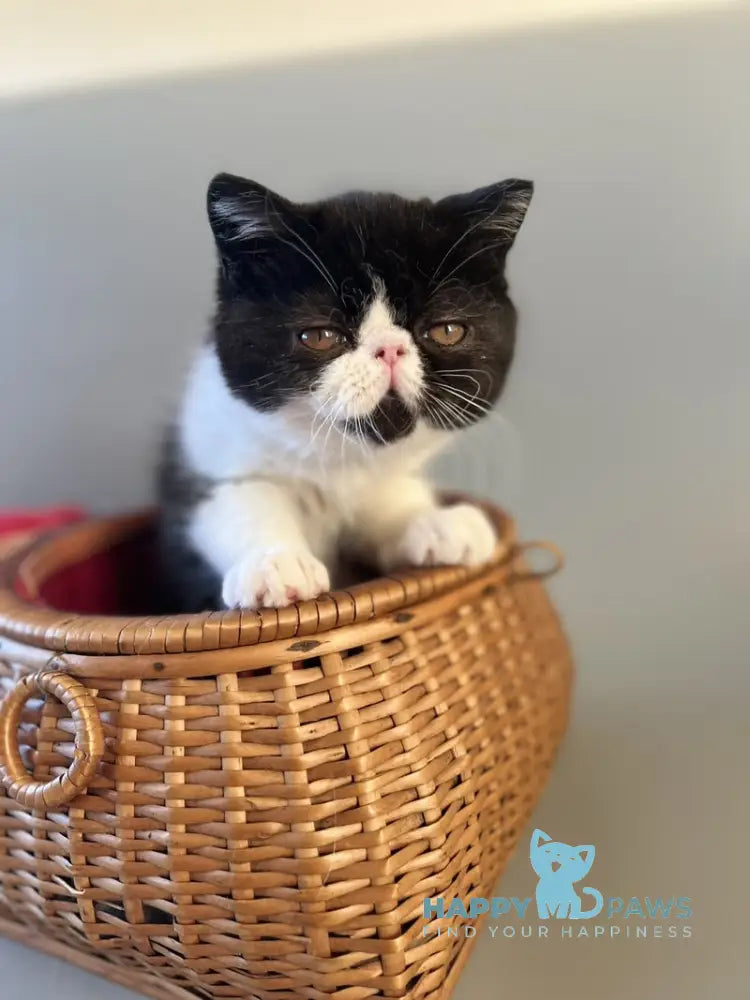 Tilda Exotic female black bicolour live animals