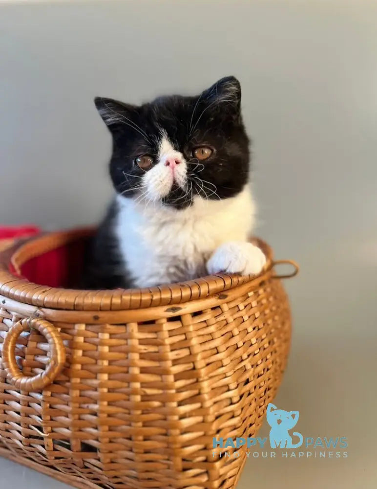 Tilda Exotic female black bicolour live animals