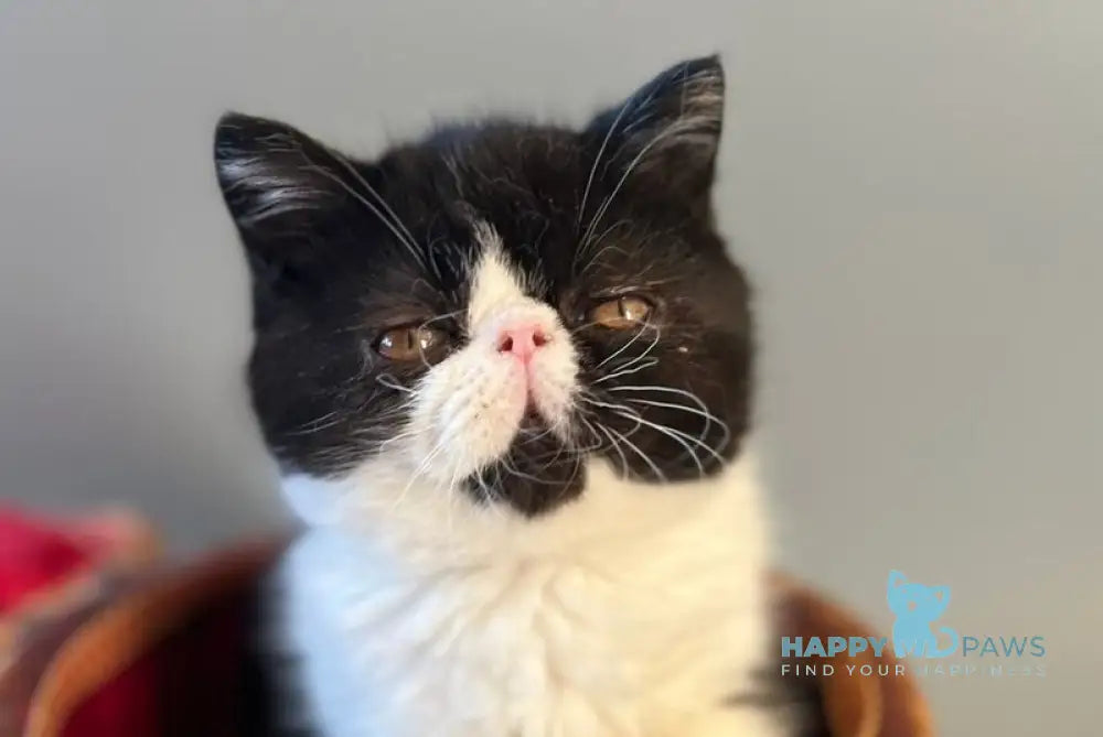 Tilda Exotic female black bicolour live animals