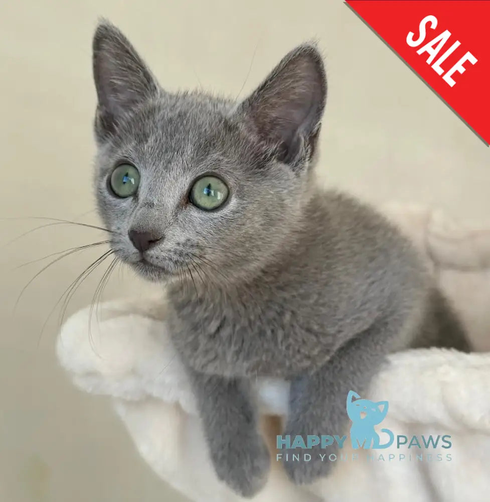 Tilia Russian Blue female blue live animals
