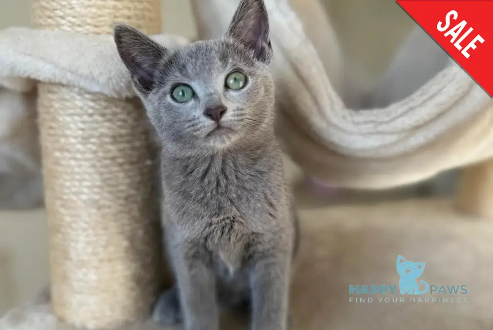 Tilia Russian Blue female blue live animals