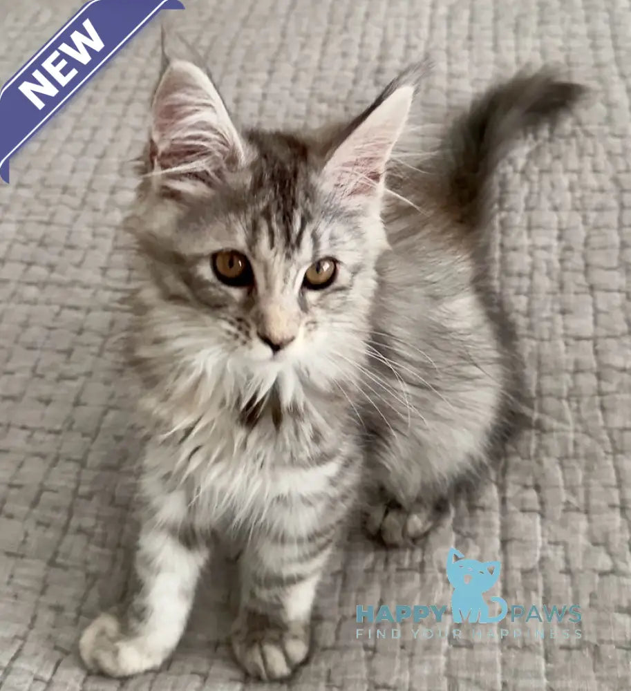 Tilly Maine Coon female black tortie live animals