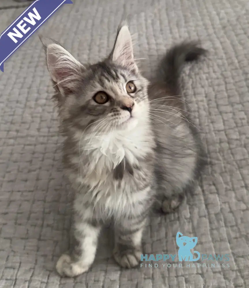 Tilly Maine Coon female black tortie live animals