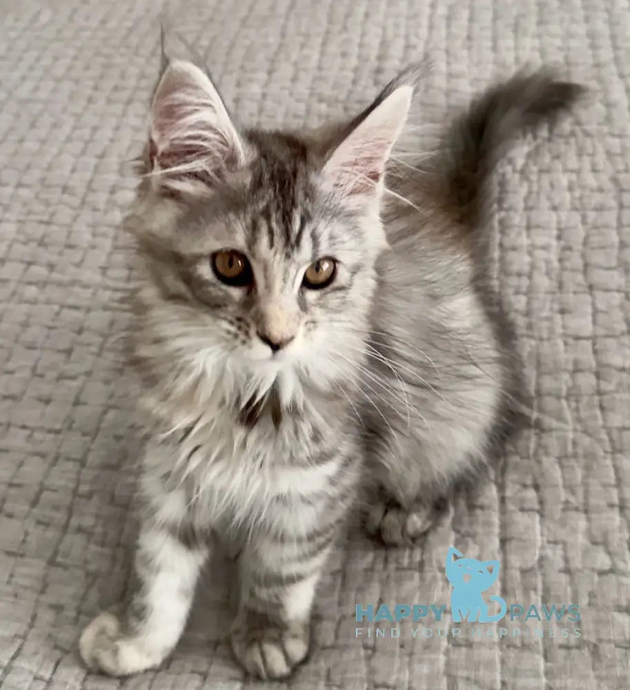 Tilly Maine Coon female black tortie live animals