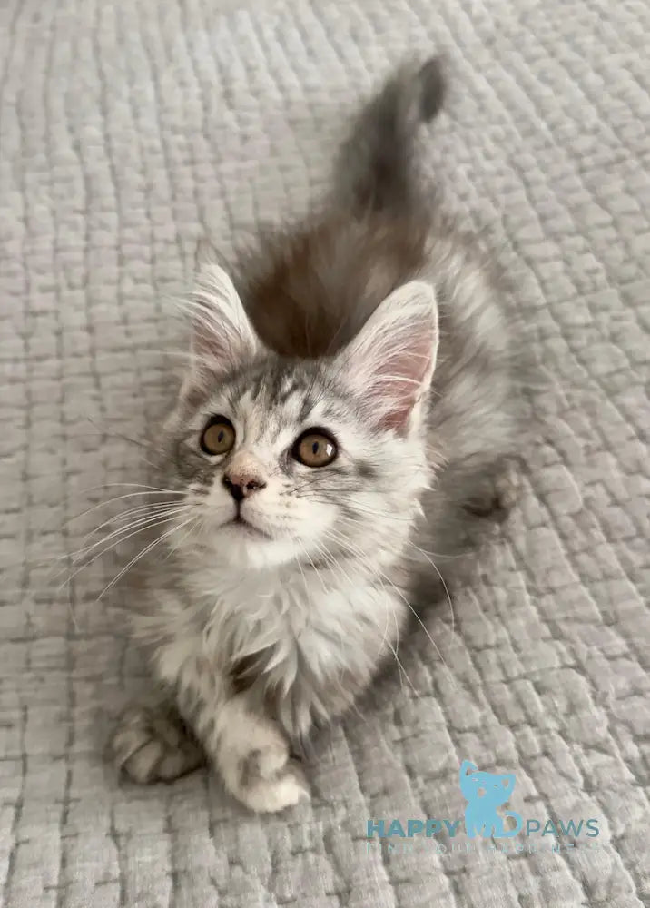 Tilly Maine Coon female black tortie live animals