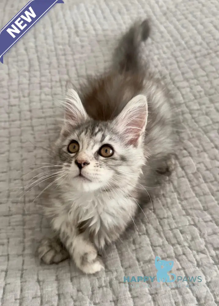 Tilly Maine Coon female black tortie live animals