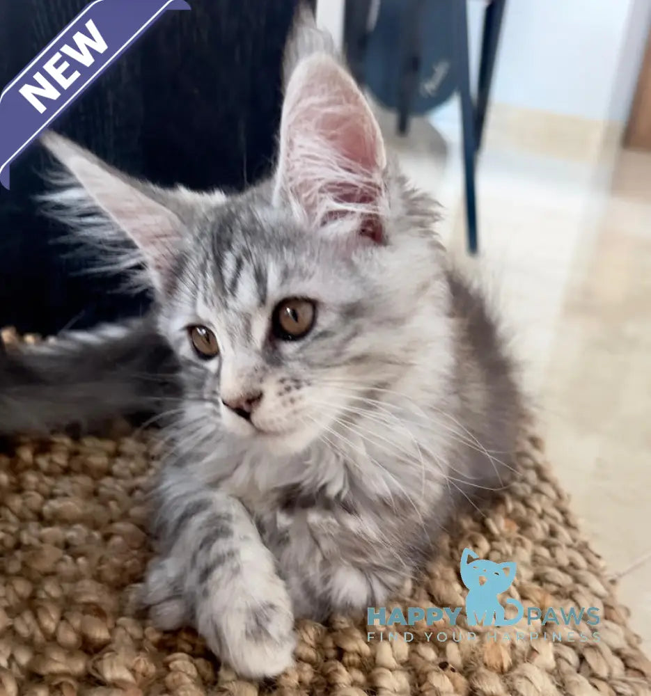 Tilly Maine Coon female black tortie live animals