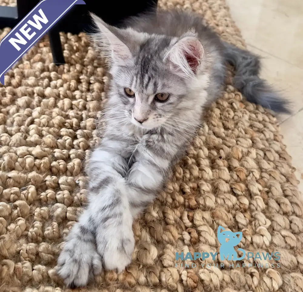 Tilly Maine Coon female black tortie live animals