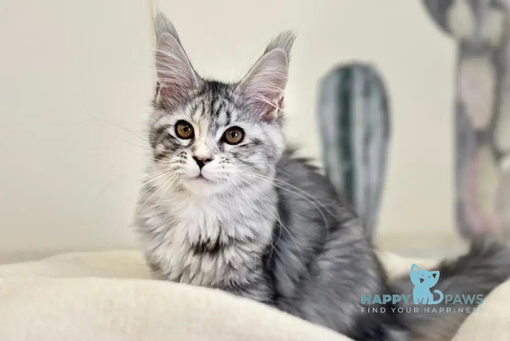 Tilly Maine Coon female black tortie live animals