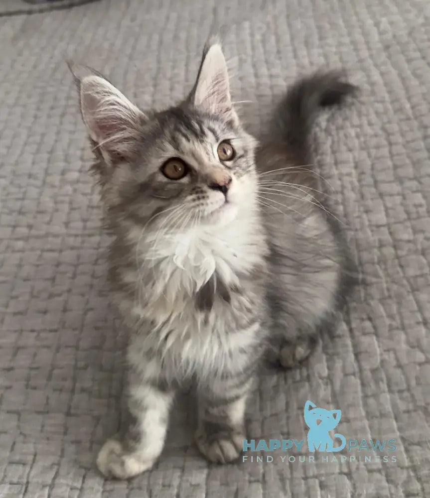 Tilly Maine Coon female black tortie live animals