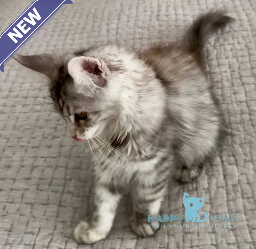 Tilly Maine Coon female black tortie live animals