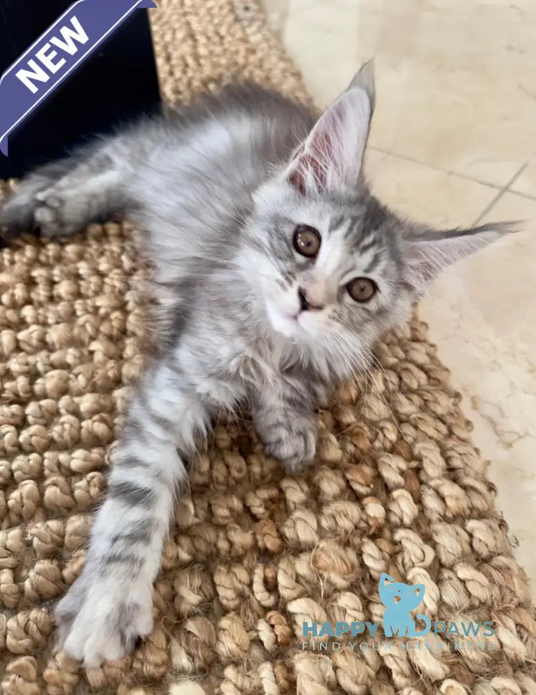 Tilly Maine Coon female black tortie live animals