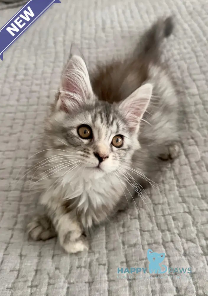 Tilly Maine Coon female black tortie live animals