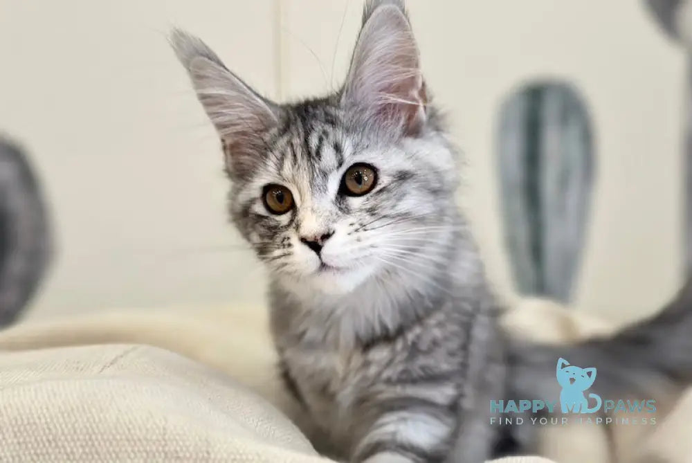 Tilly Maine Coon female black tortie live animals