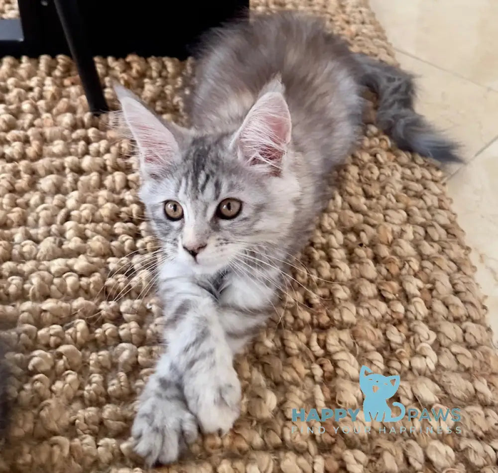 Tilly Maine Coon female black tortie live animals