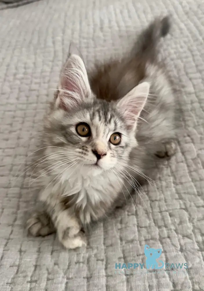 Tilly Maine Coon female black tortie live animals