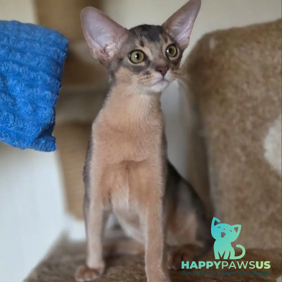 Tim Abyssinian male blue - live animals