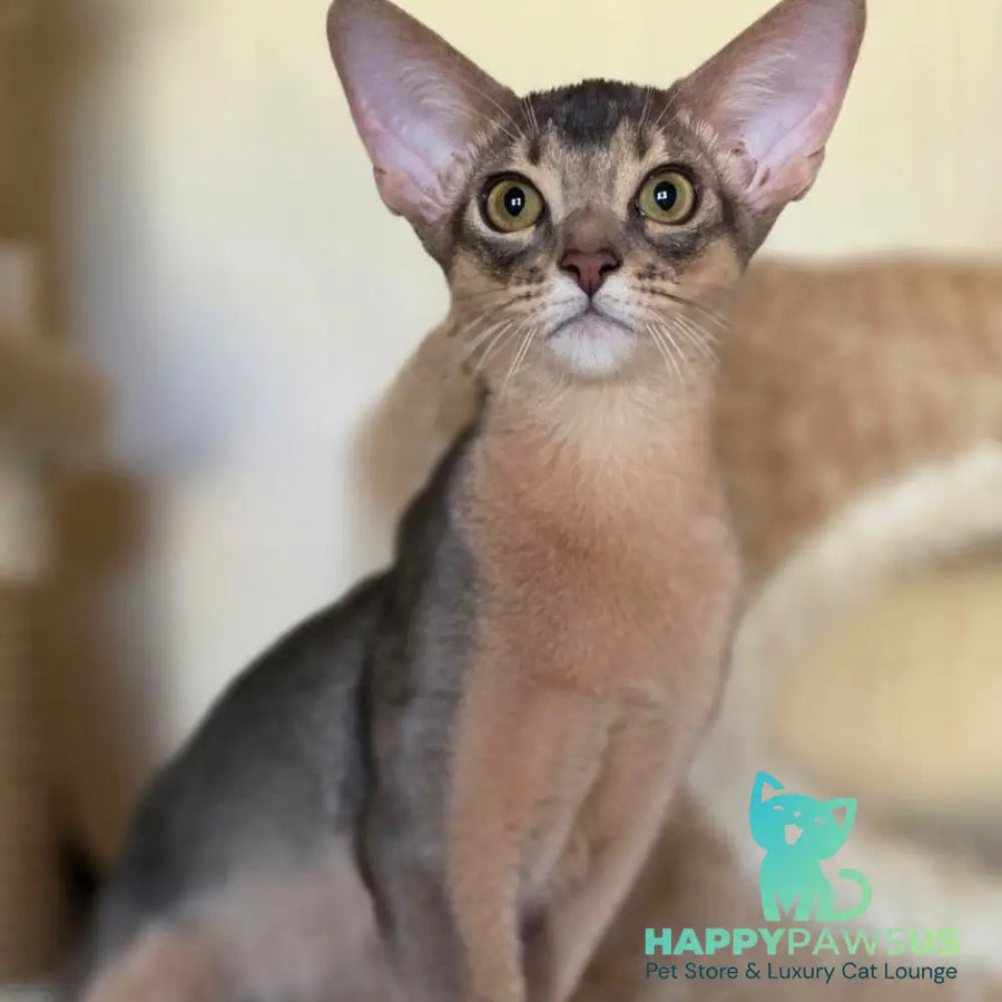Tim Abyssinian male blue - live animals