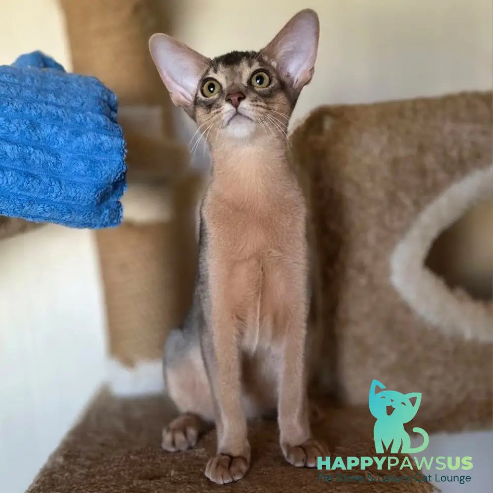 Tim Abyssinian male blue - live animals