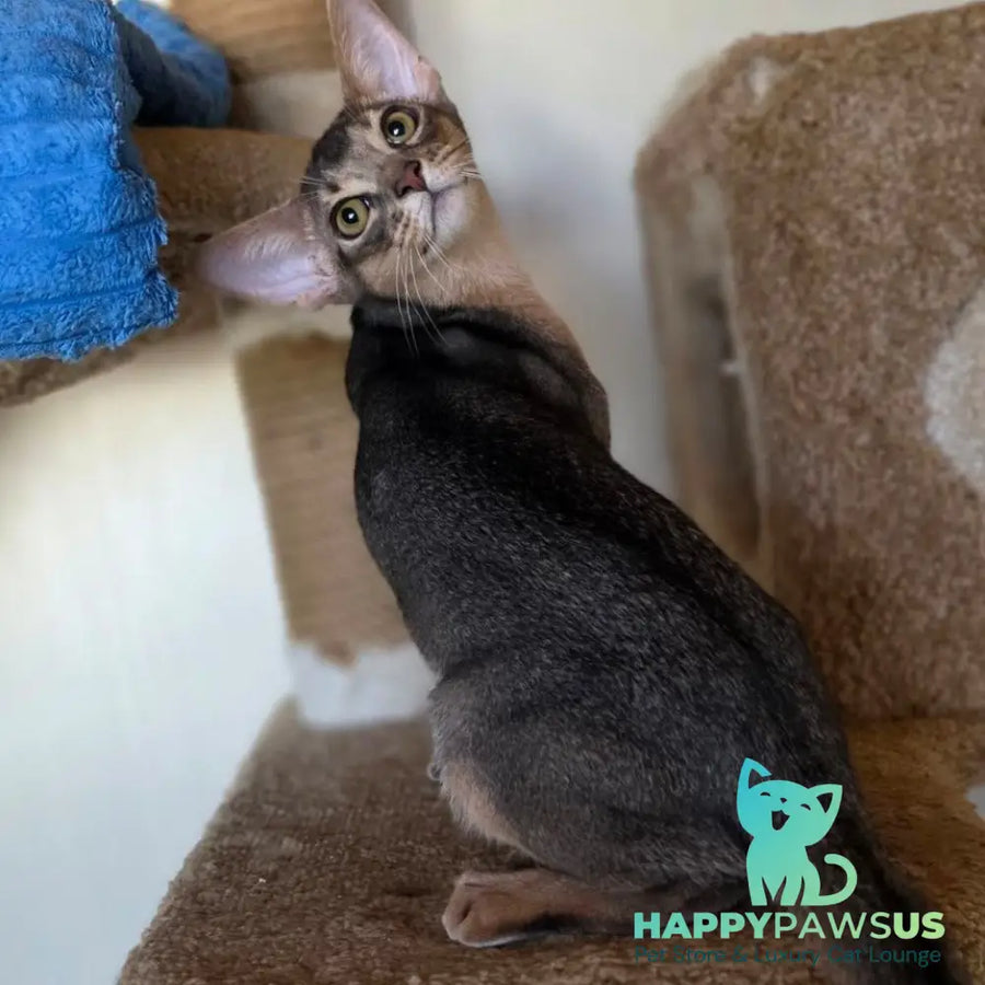 Tim Abyssinian male blue - live animals