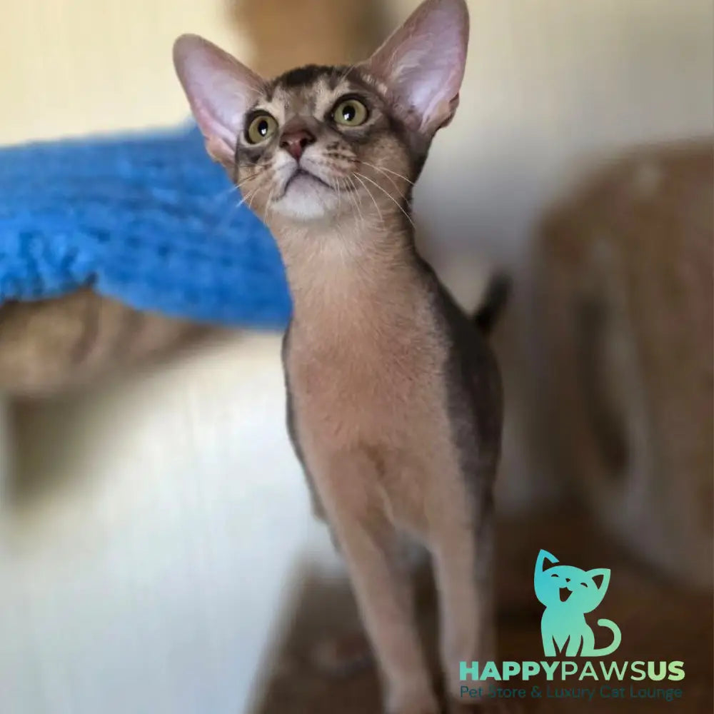 Tim Abyssinian male blue - live animals