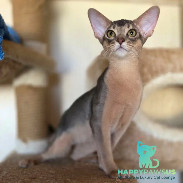 Tim Abyssinian male blue - live animals