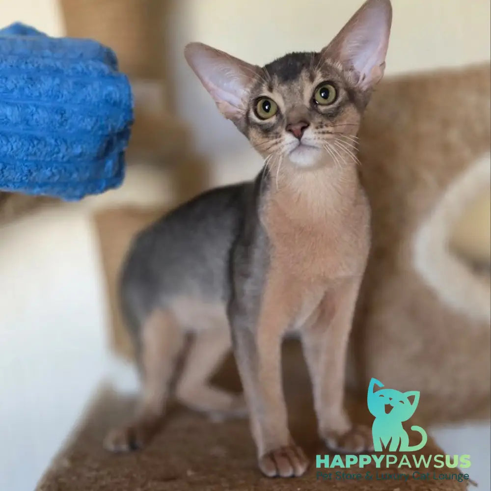 Tim Abyssinian male blue - live animals