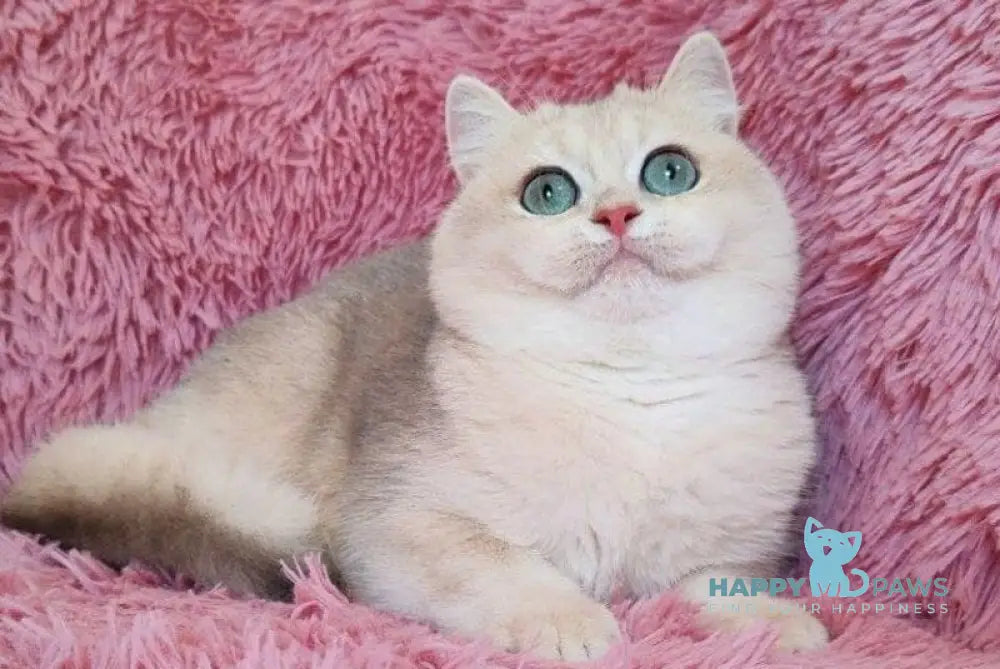 Tim British Shorthair male blue golden chinchilla live animals