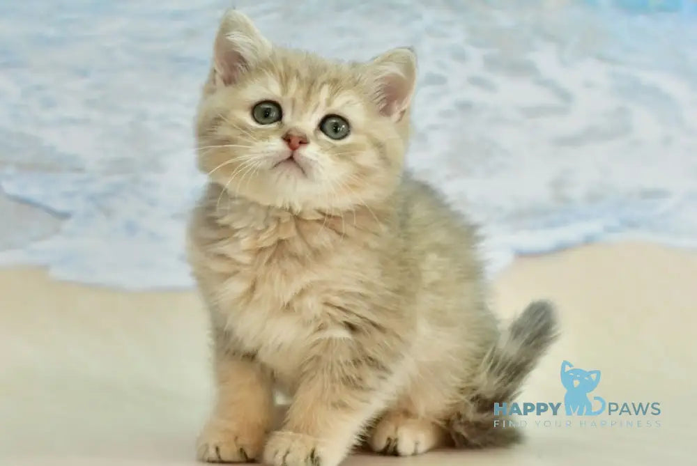 Tim Scottish Straight male blue golden spotted tabby live animals