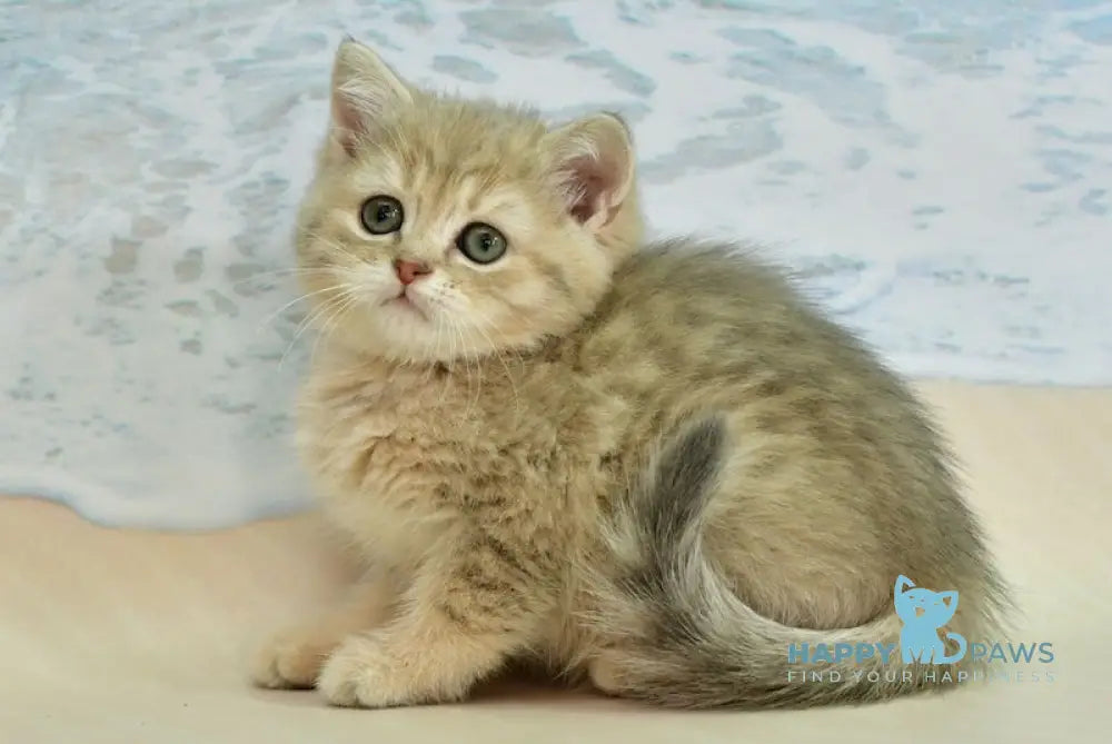 Tim Scottish Straight male blue golden spotted tabby live animals