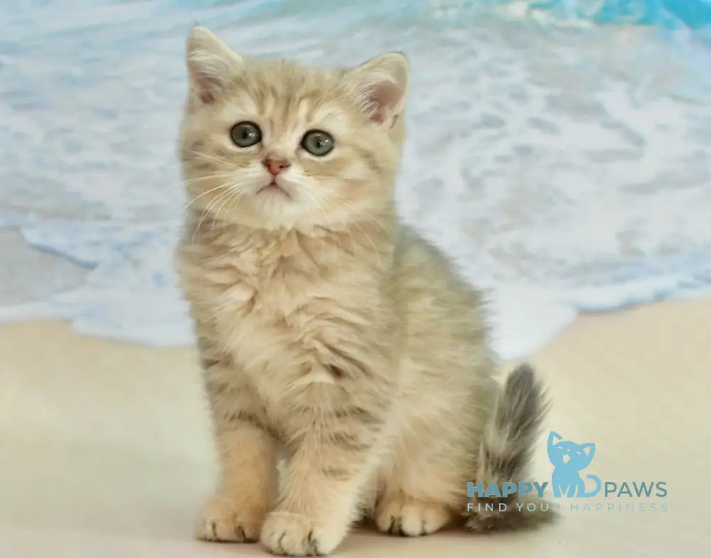 Tim Scottish Straight male blue golden spotted tabby live animals