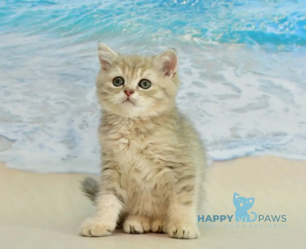 Tim Scottish Straight male blue golden spotted tabby live animals